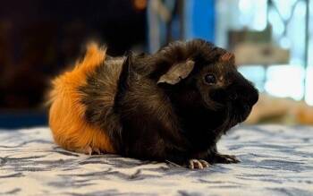 Rescue Guinea Pig Guinea Pigs for Adoption in Santa Cruz, California - Champ | PetCurious